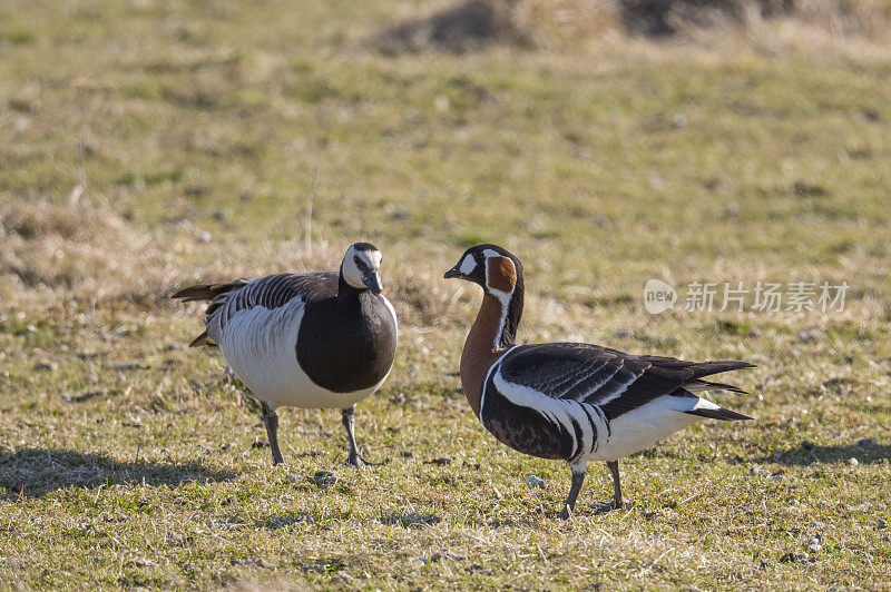 红胸鹅，branta ruficollis